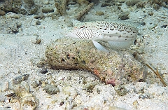 IMG_0968rf_Maldives_Madoogali_House reef_Perche de sable ocelle ou pintade_Parapercis hexophtalma